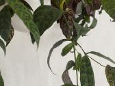 Marmurinis Aeschynanthus (Aiškenis) - nuotraukos Nr. 8