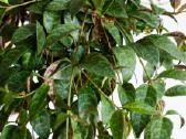 Marmurinis Aeschynanthus (Aiškenis)