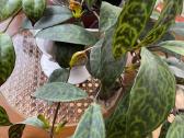 Marmurinis Aeschynanthus (Aiškenis) - nuotraukos Nr. 9