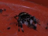 Parduodami Šokliukai voriukai Phidippus regus - nuotraukos Nr. 3