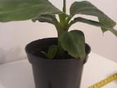 Bananas augalas - nuotraukos Nr. 4