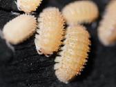 Cristarmadillidium muricatum
