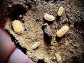 Cristarmadillidium muricatum - nuotraukos Nr. 2
