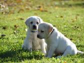 Labradorų veislynas "Burbonas"!