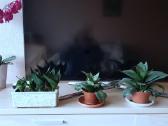 Kambarinė Gėlė Sansevieria - nuotraukos Nr. 7