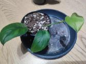 Scindapsus jade satin - nuotraukos Nr. 2