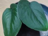 Scindapsus jade satin