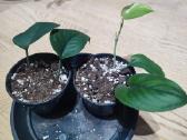 Scindapsus jade satin - nuotraukos Nr. 3