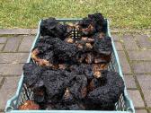 Juodasis beržo grybas čaga (chaga,čiaga) - nuotraukos Nr. 7