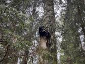 Juodasis beržo grybas čaga (chaga,čiaga) - nuotraukos Nr. 8