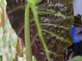 Alocasia Amazonica - nuotraukos Nr. 4
