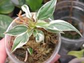 Philodendron Micans Velvet Halo