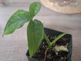 Gėlės. Kambarinis klevelis. Monstera - nuotraukos Nr. 4