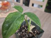 Gėlės. Kambarinis klevelis. Monstera - nuotraukos Nr. 5