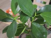 Gėlės. Kambarinis klevelis. Monstera - nuotraukos Nr. 6
