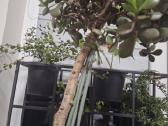 Gėlės. Kambarinis klevelis. Monstera - nuotraukos Nr. 7