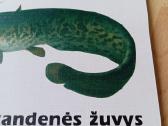 Knyga Gėlavandenės žuvys - nuotraukos Nr. 6
