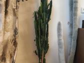 Kaktusas apie 120 cm.