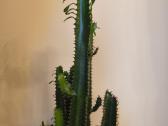 Kaktusas apie 120 cm. - nuotraukos Nr. 3