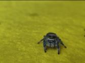Parduodami Šokliukai voriukai Phidippus regus - nuotraukos Nr. 4