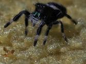 Parduodami Šokliukai voriukai Phidippus regus - nuotraukos Nr. 5