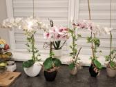 Dirbtinių orchidėjų puokštės