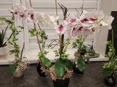 Dirbtinių orchidėjų puokštės - nuotraukos Nr. 2