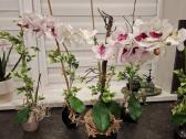 Dirbtinių orchidėjų puokštės - nuotraukos Nr. 3