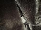 Bison kailių juodi avies kailio kailiniai S dydis - nuotraukos Nr. 7