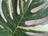 The Monstera Thai Constellation 'Crme Brle'(? - nuotraukos Nr. 6