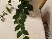 Aeschynanthus - nuotraukos Nr. 2