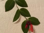 Aeschynanthus - nuotraukos Nr. 3