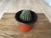 Echinopsis kaktusas