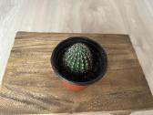Echinopsis kaktusas - nuotraukos Nr. 2
