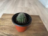 Echinopsis kaktusas - nuotraukos Nr. 3
