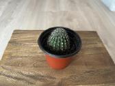 Echinopsis kaktusas - nuotraukos Nr. 4