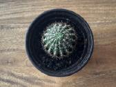 Echinopsis kaktusas - nuotraukos Nr. 5