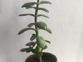 Augalai