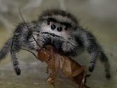 Parduodami Šokliukai voriukai Phidippus regus - nuotraukos Nr. 6