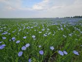 Sėmenų Kanapių Moliūgų Margainio Aliejus - nuotraukos Nr. 3