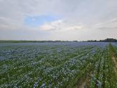 Sėmenų Kanapių Moliūgų Margainio Aliejus - nuotraukos Nr. 4