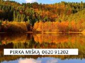 Įmonė brangiai perka įvairų mišką visoje Lietuvoje