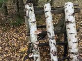 Shiitake grybai. Auginimas, rąstelių paruošimas, - nuotraukos Nr. 5