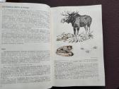 Medžiotojo patarėjas -1979 m. - nuotraukos Nr. 4