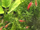 Krevetės neocardina red cherry