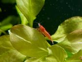 Krevetės neocardina red cherry - nuotraukos Nr. 2