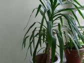 Kambarine gele Juka 1.80 aukscio su vazoniku - nuotraukos Nr. 2