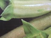 Akvariumo priežiūros vadovas - nuotraukos Nr. 7