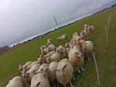 Parduodu Šarolė avinukus ir avytes. - nuotraukos Nr. 2