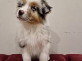Kilmingi Australijos Aviganių šuniukai - nuotraukos Nr. 2